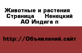  Животные и растения - Страница 3 . Ненецкий АО,Индига п.